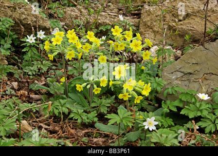 Die falsche Schlüsselblume - Primula Vulgaris * Veris Stockfoto