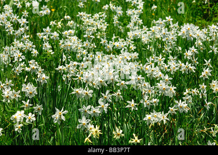 Bergwiese mit blühenden Narzissen Montreux Narzissen Narcissus Poeticus in der Nähe von Montreux, Waadt, Schweiz Stockfoto