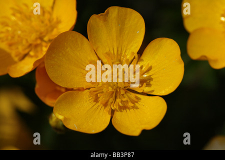 Kriechenden Hahnenfuß Ranunculus Repens Familie Blume in Makro oder Nahaufnahme Detail mit Struktur Stockfoto