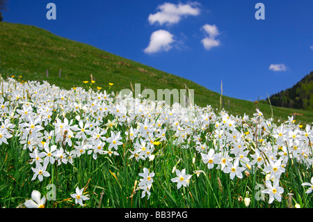 Bergwiese mit blühenden Narzissen Montreux Narzissen Narcissus Poeticus in der Nähe von Montreux, Waadt, Schweiz Stockfoto