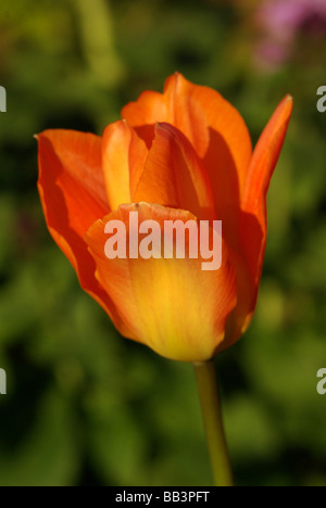 Tulipa var. Orange Kaiser Stockfoto