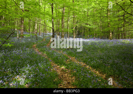 UK Gloucestershire Forest of Dean Upper Soudley Frühling Weg durch Buche Wald Teppichboden in Glockenblumen Stockfoto