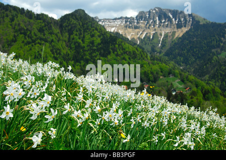 Bergwiese mit blühenden Narzissen, montreux Narzissen, Narcissus poeticus, in der Nähe von Montreux, Waadt, Schweiz Stockfoto