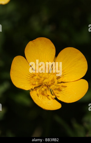 Kriechenden Hahnenfuß Ranunculus Repens Familie Blume in Makro oder Nahaufnahme Detail mit Struktur Stockfoto