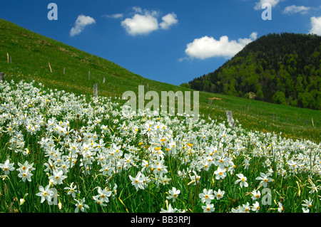 Bergwiese mit blühenden Narzissen, Montreux Narzissen Narcissus Poeticus, in der Nähe von Montreux, Waadt, Schweiz Stockfoto