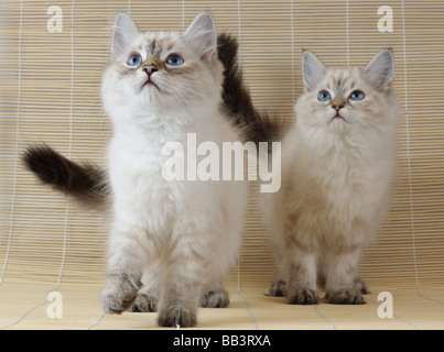 Zwei Neva Masquerade Kätzchen (AKA Colorpoint sibirische Waldkatze) Stockfoto