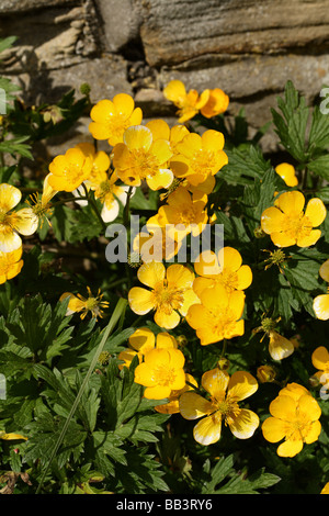 Kriechenden Hahnenfuß Ranunculus Repens Familie Blume in Makro oder Nahaufnahme detail Stockfoto