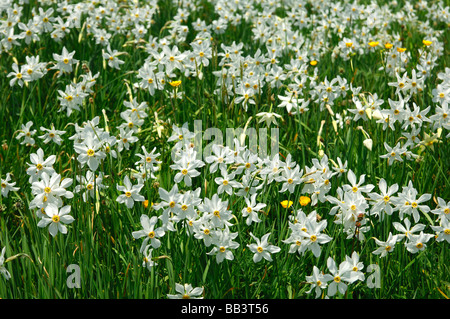 Bergwiese mit blühenden Narzissen Montreux Narzissen Narcissus Poeticus in der Nähe von Montreux, Waadt, Schweiz Stockfoto