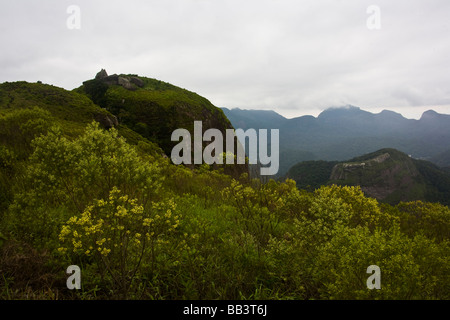 Tijuca Wald, Stadt von Rio De Janeiro, Brasilien. Stockfoto