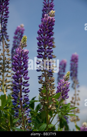 Kanada, Nova Scotia, Cape Breton Island. Wildblumen, blaue Lupine. Stockfoto