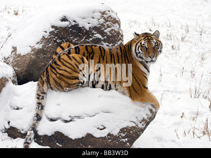 Ein männlicher sibirischer Tiger sitzen auf dem Schnee bedeckt Rock in Harbin, China. Stockfoto