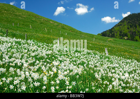 Bergwiese mit blühenden Narzissen Montreux Narzissen Narcissus Poeticus in der Nähe von Montreux, Waadt, Schweiz Stockfoto