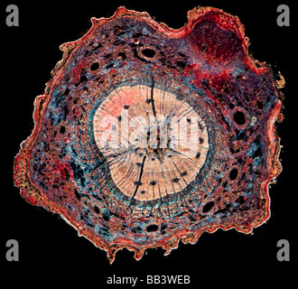 Föhren Stamm, Pinus Sylvestris, T.S befleckt Abschnitt Stockfoto