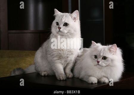 Zwei britische Silber Katzen Stockfoto