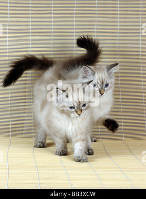 Zwei Neva Masquerade Kätzchen (AKA Colorpoint sibirische Waldkatze) Stockfoto