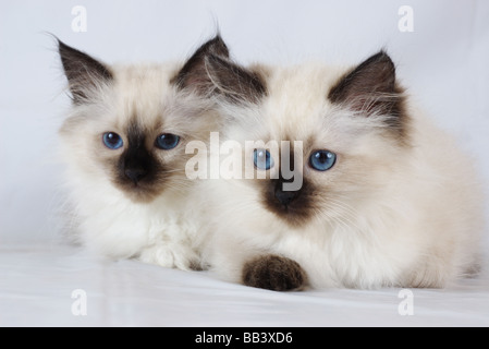 Zwei Neva Masquerade Kätzchen (AKA Colorpoint sibirische Waldkatze) Stockfoto