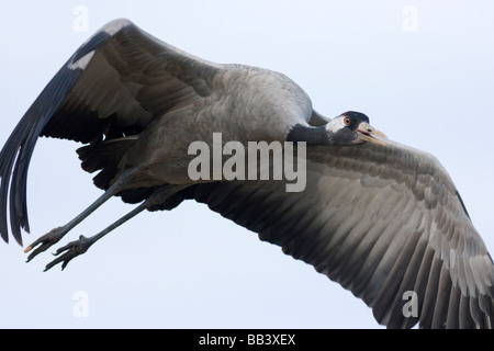 Gemeinsame Kranich Grus Grus fliegen bei Gallocanta Aragon Spanien Stockfoto