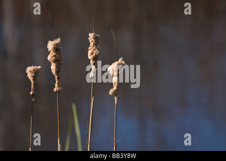 Seggen am Ufer eines Sees in Bedford, Neuschottland, Kanada Stockfoto