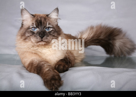 Silber Sibirische Katze. Stockfoto