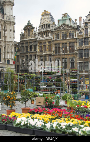 Europa, Belgien, Brüssel-Hauptregion, Brüssel, Brüssel, Bruxelles, Blumenmarkt in Grand Place Stockfoto