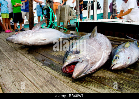 Ahi Yellowfin und Bigeye Tuna fangen auf Sportfishing Dock, Oregon Inlet, NC Stockfoto