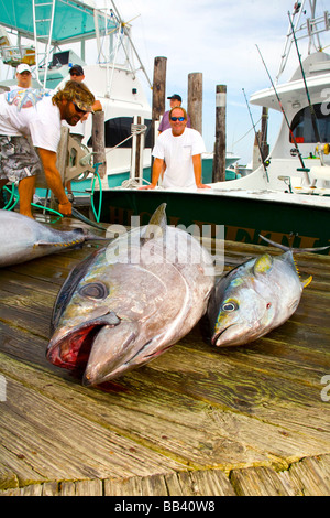 Capt und Mate mit Ahi Yellowfin und Bigeye Tuna fangen auf Sportfishing Dock, Oregon Inlet, NC Stockfoto