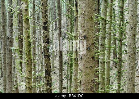 USA oder Siuslaw NF, Cape Perpetua, Sitka-Fichte in Küsten-Regenwald (Picea Sitchensis) Stockfoto