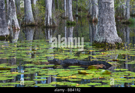 USA, South Carolina, Cypress Gardens. Alligator ruht auf Log in Sümpfen. Stockfoto