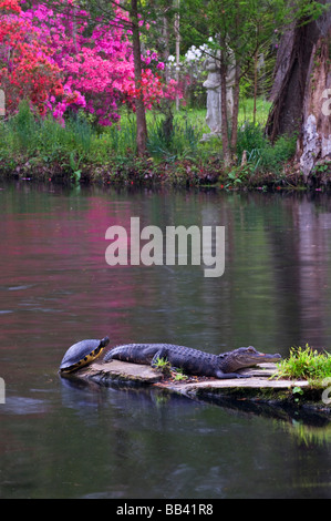 USA, South Carolina, Magnolia Gardens. Ein Alligator und Schildkröte sonnen sich. Stockfoto