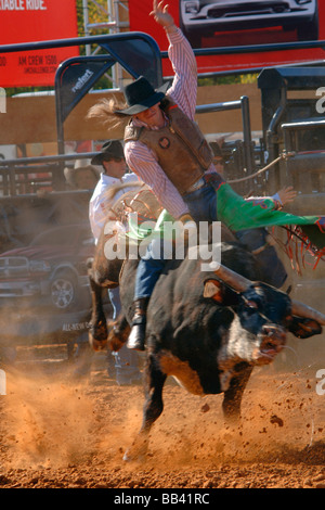 Rodeo Bull Rider Leistung an der Texas State Fair Rodeo Arena/Dallas 2008 Stockfoto