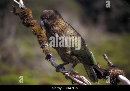 Kea Nestor Notabilis alpine Papagei hocken auf bemoosten Ast Milford Sound Road Fiordland National Park Südinsel Neuseeland Stockfoto