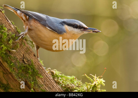 Kleiber Sitta Europaea auf Moos bedeckt Holz. Stockfoto