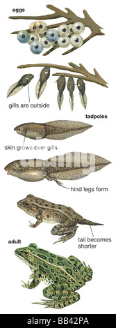 Metamorphose der Kaulquappe zum Erwachsenen Leopard Frosch aus Ei, Stockfoto