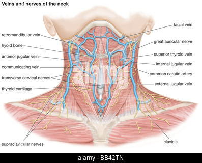 Venen und Nerven des Halses Stockfoto