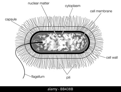 Schematische Zeichnung der Struktur einer typischen bakteriellen Zelle des Typs Bacillus. Stockfoto