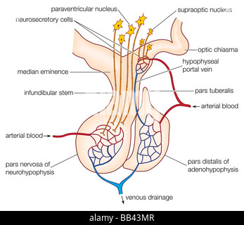 Die Säugetier-Hypophyse, die vorderen Lappen (Adenohypophysis) und hinteren Lappen (Neurohypophysis) zeigen. Stockfoto