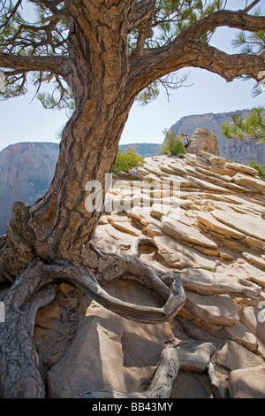 Zion National Park in Utah Gipfel von Angels Landing Stockfoto