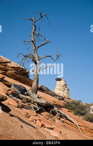 Utah, Zion National Park, alten Baum und hoodoo Stockfoto