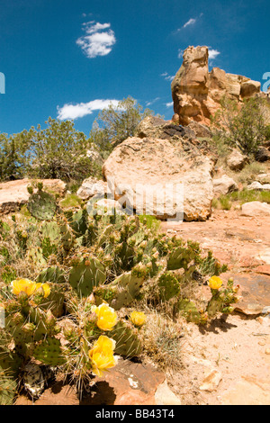 Opuntia Phaeacantha, Prickly Pear Cactus, Familie Cactaceae im Vordergrund, Schluchten des alten National Monument, Colorado Stockfoto