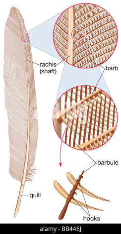 Details zu einer Feder mit der Welle, Feder und Widerhaken Stockfoto