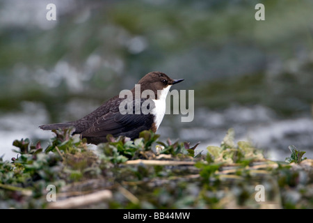 Weißer-Throated Schöpflöffel Stockfoto