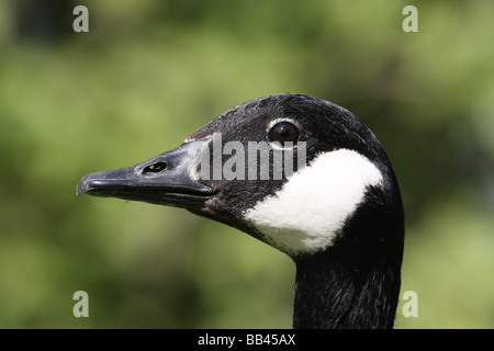 Kanadagans Branta Canadensis Kopf London Frühling Stockfoto