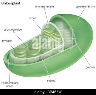 Querschnitt durch einen Chloroplasten. Stockfoto