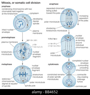 Der Prozess der Zellteilung durch Mitose. Stockfoto