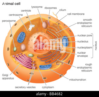 Cutaway Zeichnung der eukaryotischen Tierzelle. Stockfoto