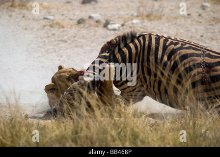 Löwin (Panthera leo), die Zebra (Equus quagga) am Wasserloch Salvadora, Etosha National Parl, Namibia, tötet Stockfoto