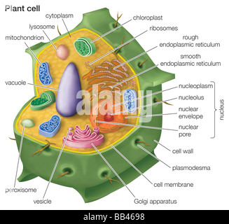 Cutaway Zeichnung einer eukaryotischen Pflanzenzelle. Stockfoto