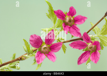 USA, Washington. Detail der Brombeervogel Blüten am Zweig im Frühling. Stockfoto