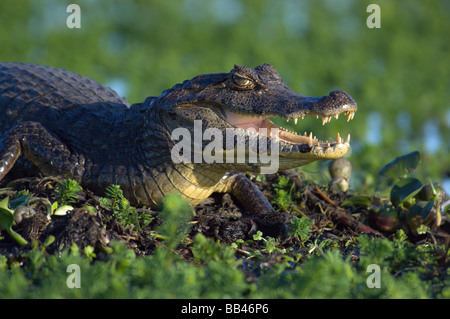 Ein Yacare Kaiman (Caiman Yacare) sonnt sich in der Sonne unter Vegetation auf eine Kante einer schwimmenden Insel im Laguna Ibera, Ibera Nat Stockfoto