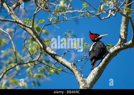 Eine weibliche Creme-backed Woodpecker (Campephilus Leucopogon) klammert sich an den Ast eines Baumes auf der Estancia Rincon del Socorro, Esteros Stockfoto